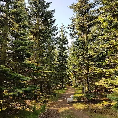 Family With Terrace And Lawn