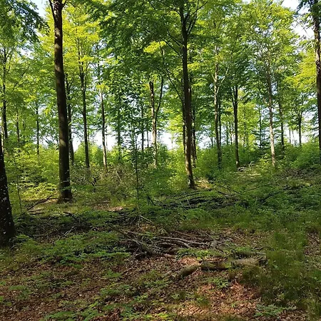Family With Terrace And Lawn *